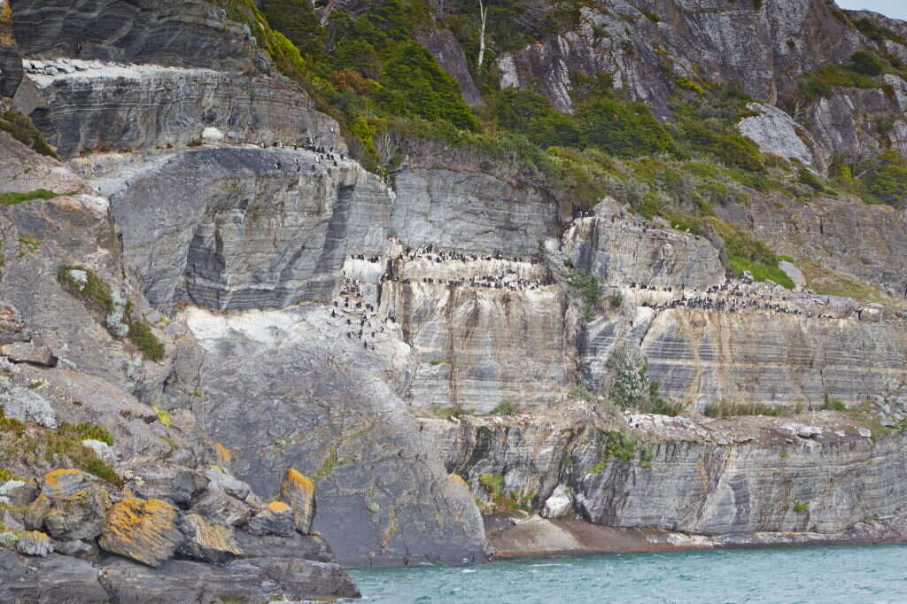 Image of Imperial Shag