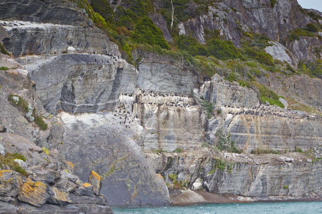 Image of Imperial Shag