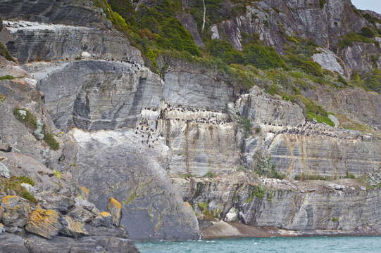 Image of Imperial Shag