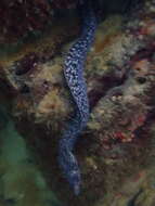 Image of Hourglass moray