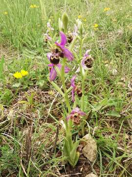 Image of Ophrys vetula Risso