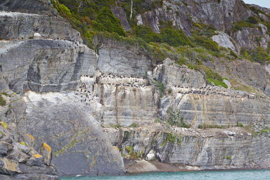 Image of Imperial Shag