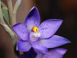 Image of Thelymitra truncata R. S. Rogers