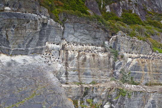 Image of Imperial Shag