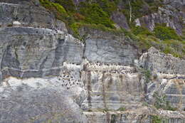 Image of Imperial Shag