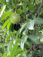 Слика од Annona glabra L.