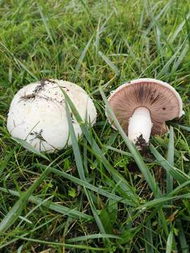 Sivun Agaricus moellerianus Bon 1985 kuva