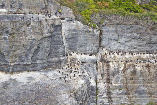 Image of Imperial Shag