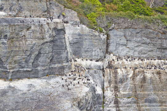 Image of Imperial Shag