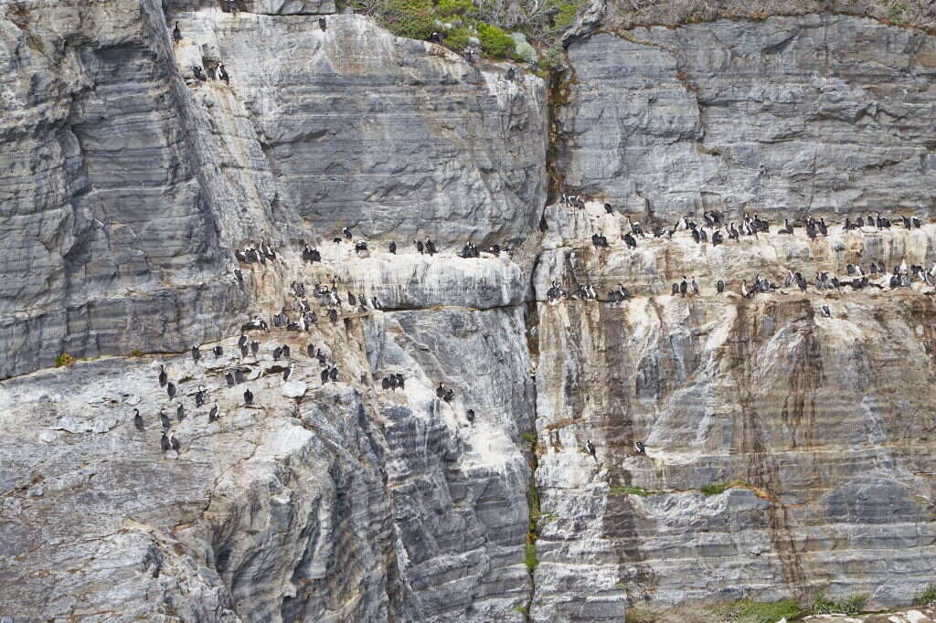 Image of Imperial Shag