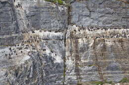 Image of Imperial Shag