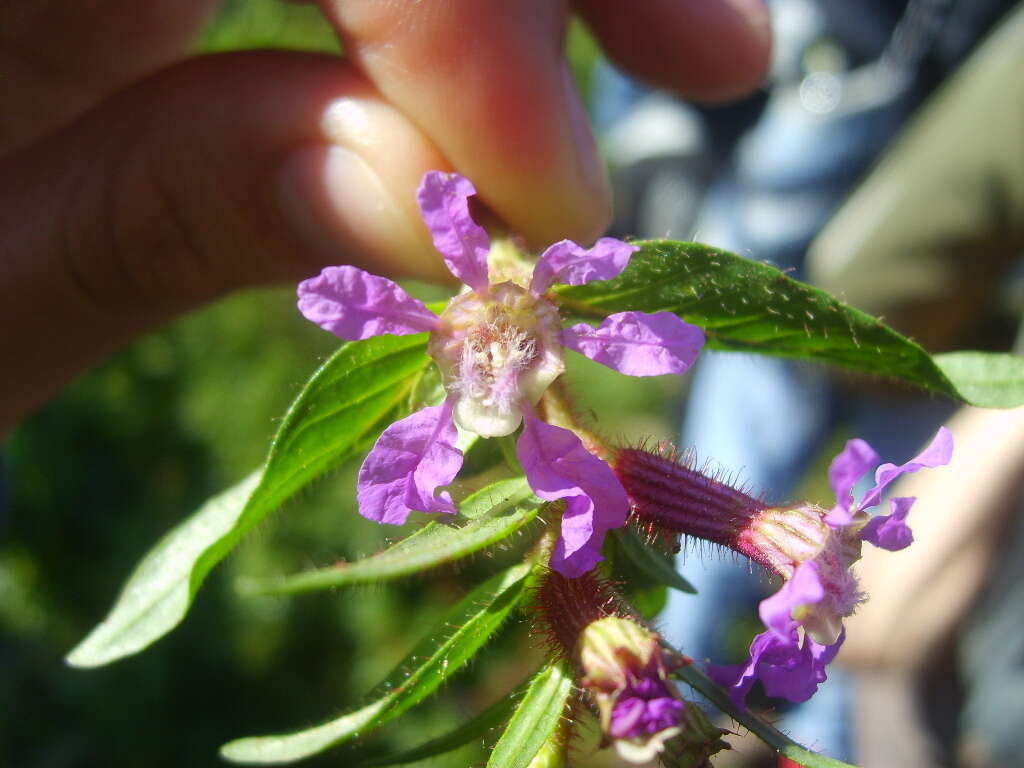 Image of creeping waxweed