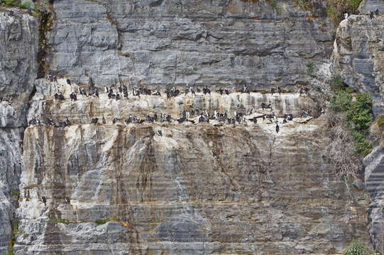 Image of Imperial Shag