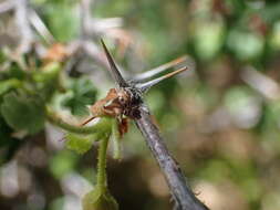 Plancia ëd Ribes cruentum Greene