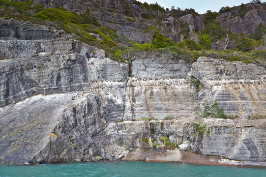 Image of Imperial Shag