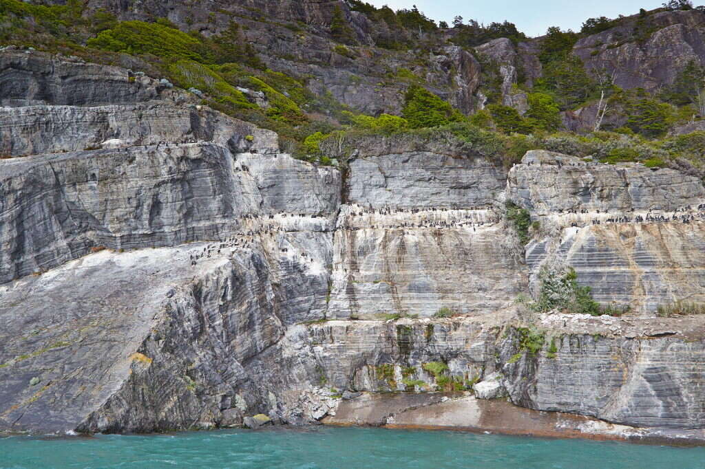 Image of Imperial Shag