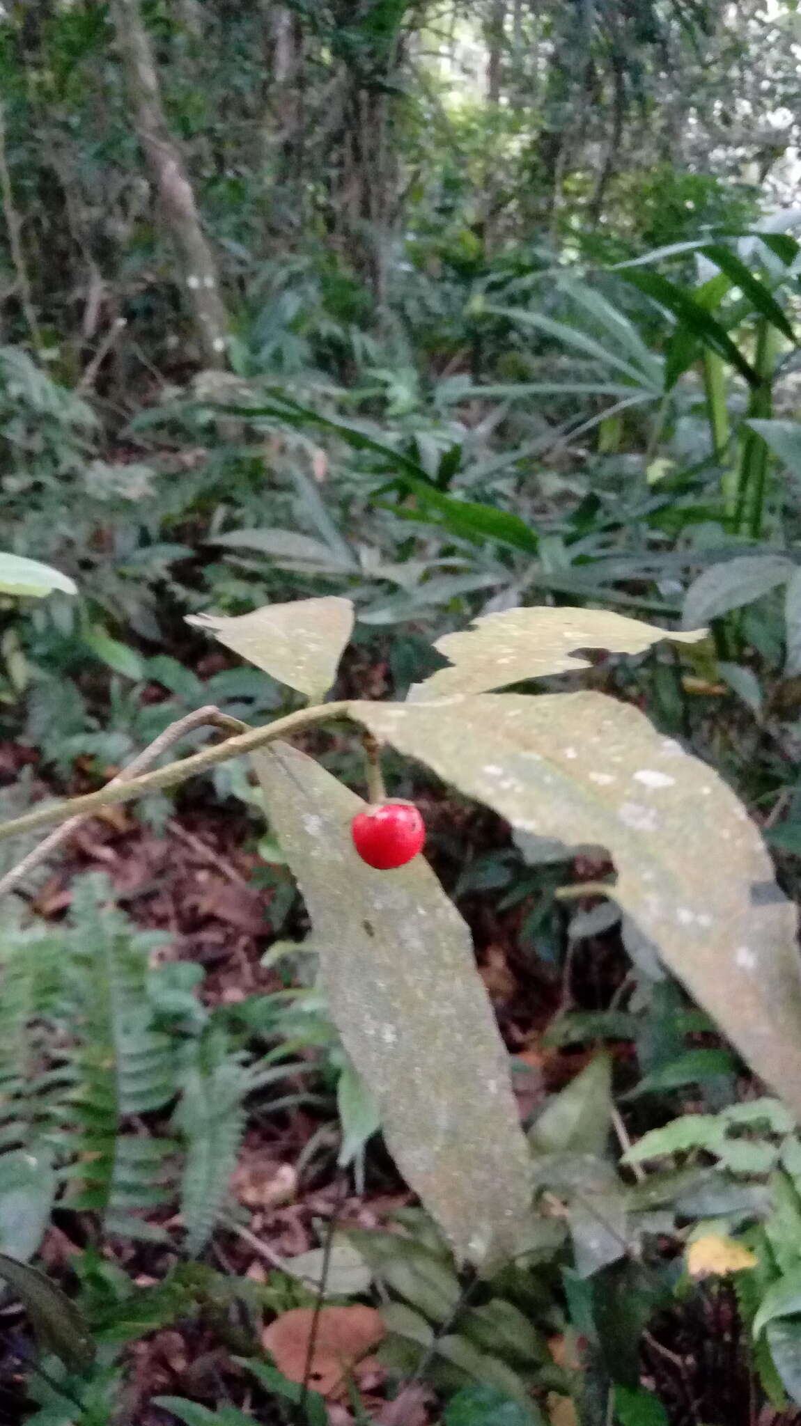 Sivun Ardisia villosa Roxb. kuva