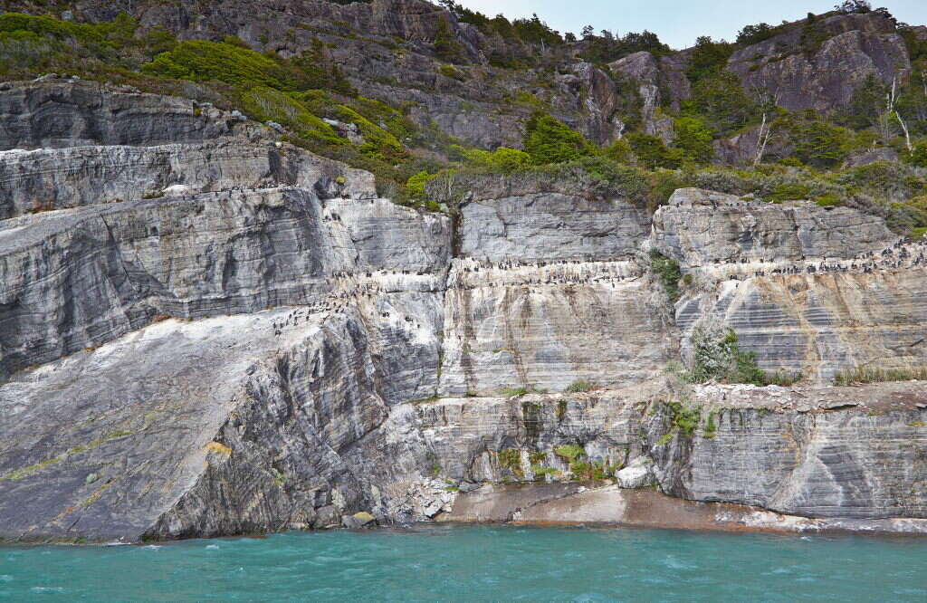 Image of Imperial Shag