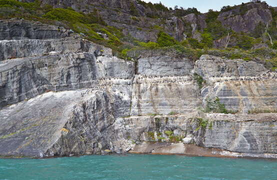 Image of Imperial Shag