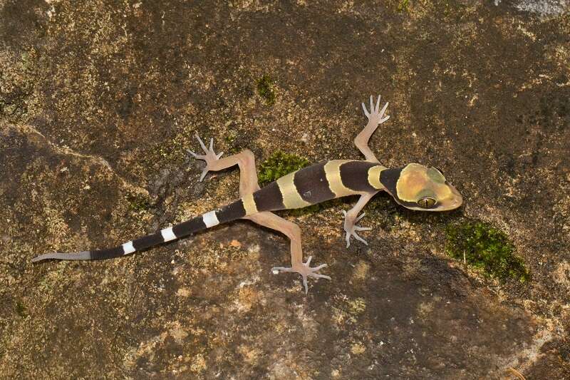 Слика од Cyrtodactylus australotitiwangsaensis Grismer, Wood Jr, Quah, Anuar, Muin, Sumontha, Ahmad, Bauer, Wangkulangkul, Grismer & Pauwels 2012