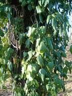 Image of colchis ivy