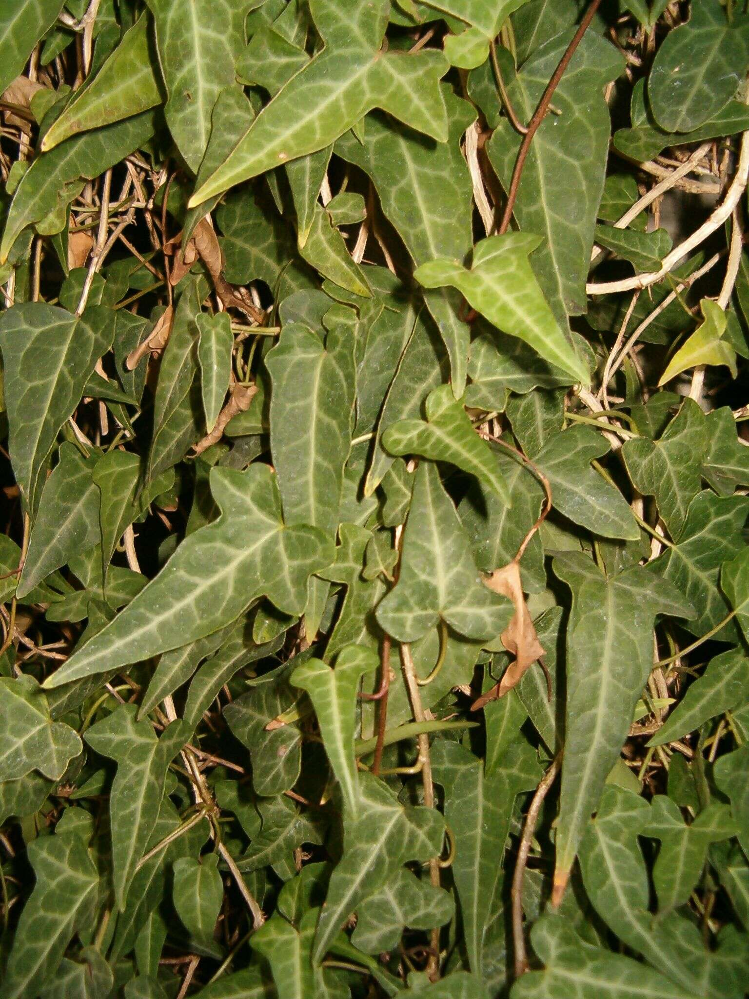 Hedera nepalensis K. Koch resmi