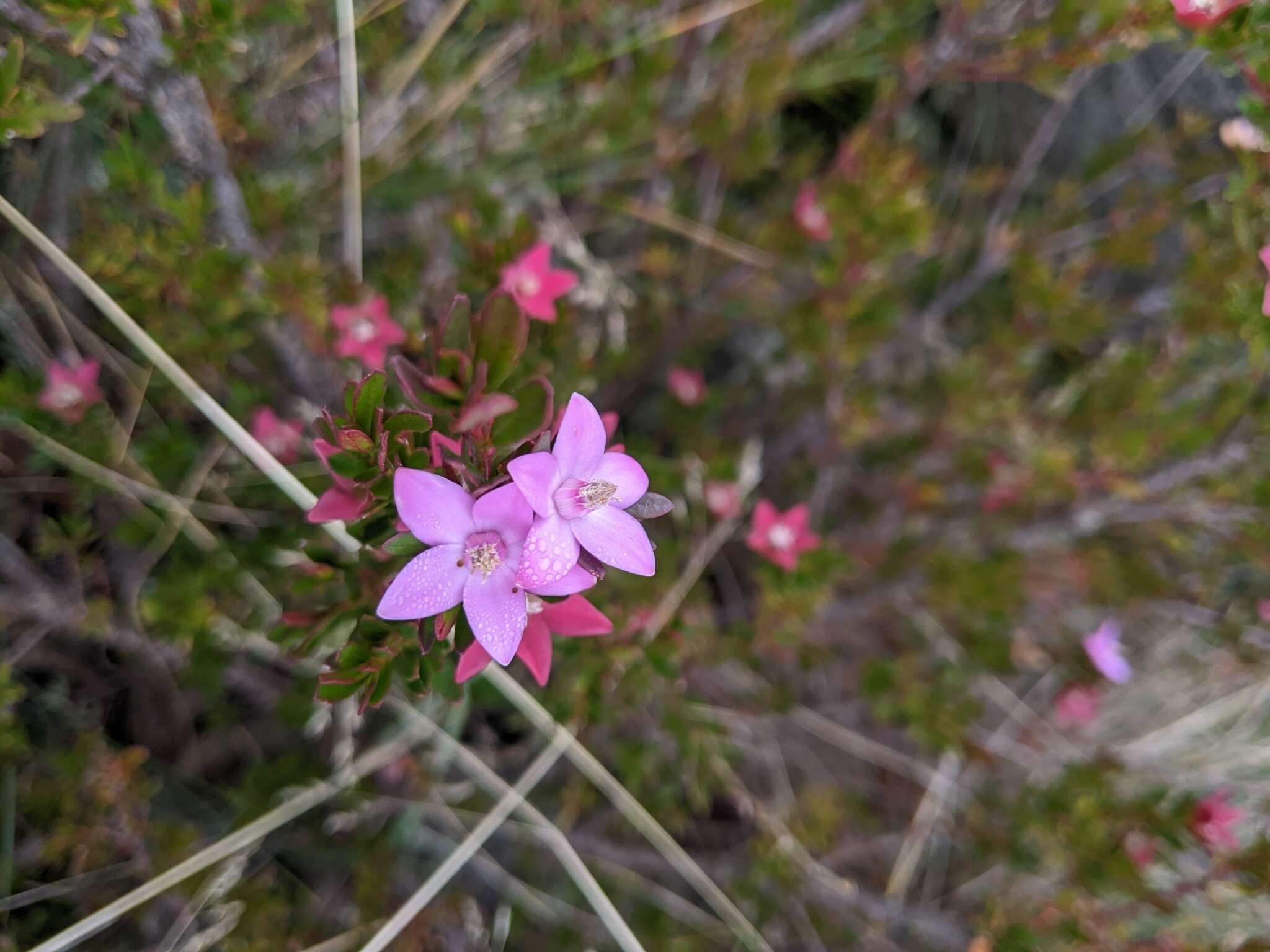 Image of Crowea exalata subsp. exalata