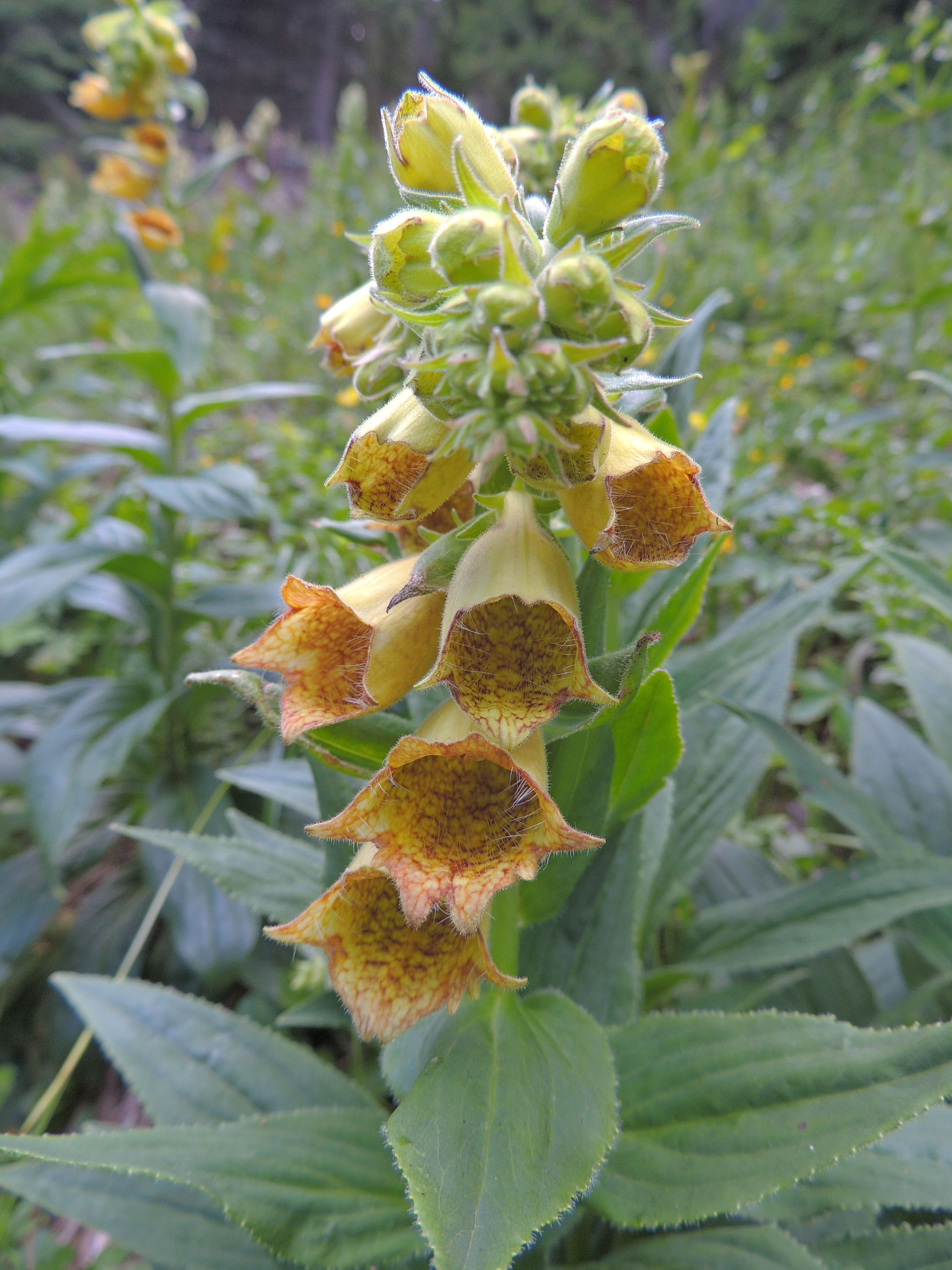 Imagem de Digitalis grandiflora Mill.