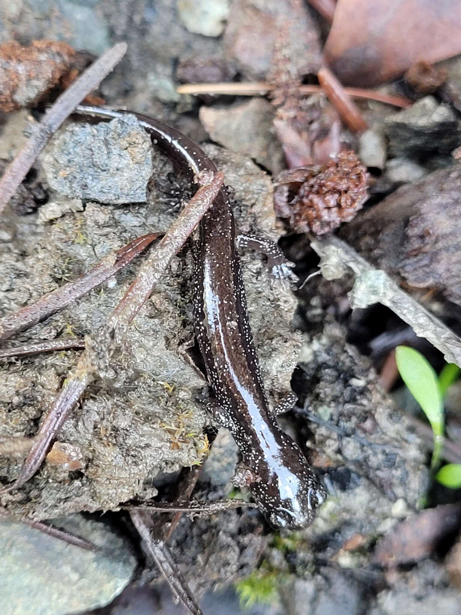 Image of Siskiyou Mountains salamander