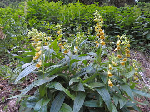 Imagem de Digitalis grandiflora Mill.