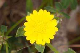 Image of field marigold