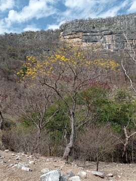 صورة Handroanthus chrysanthus subsp. chrysanthus