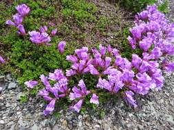 Image of Menzies' penstemon