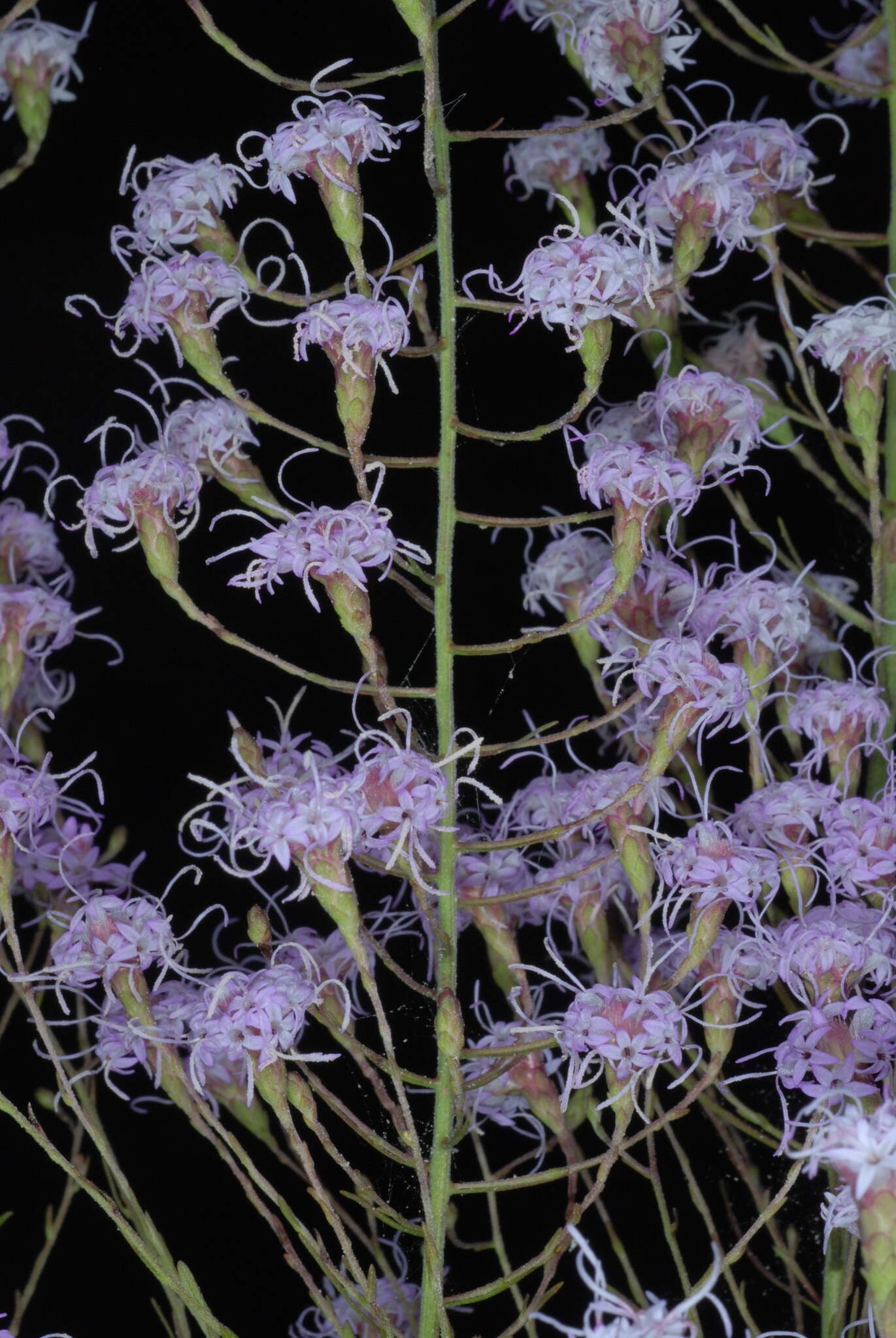 Image of spreading blazing star