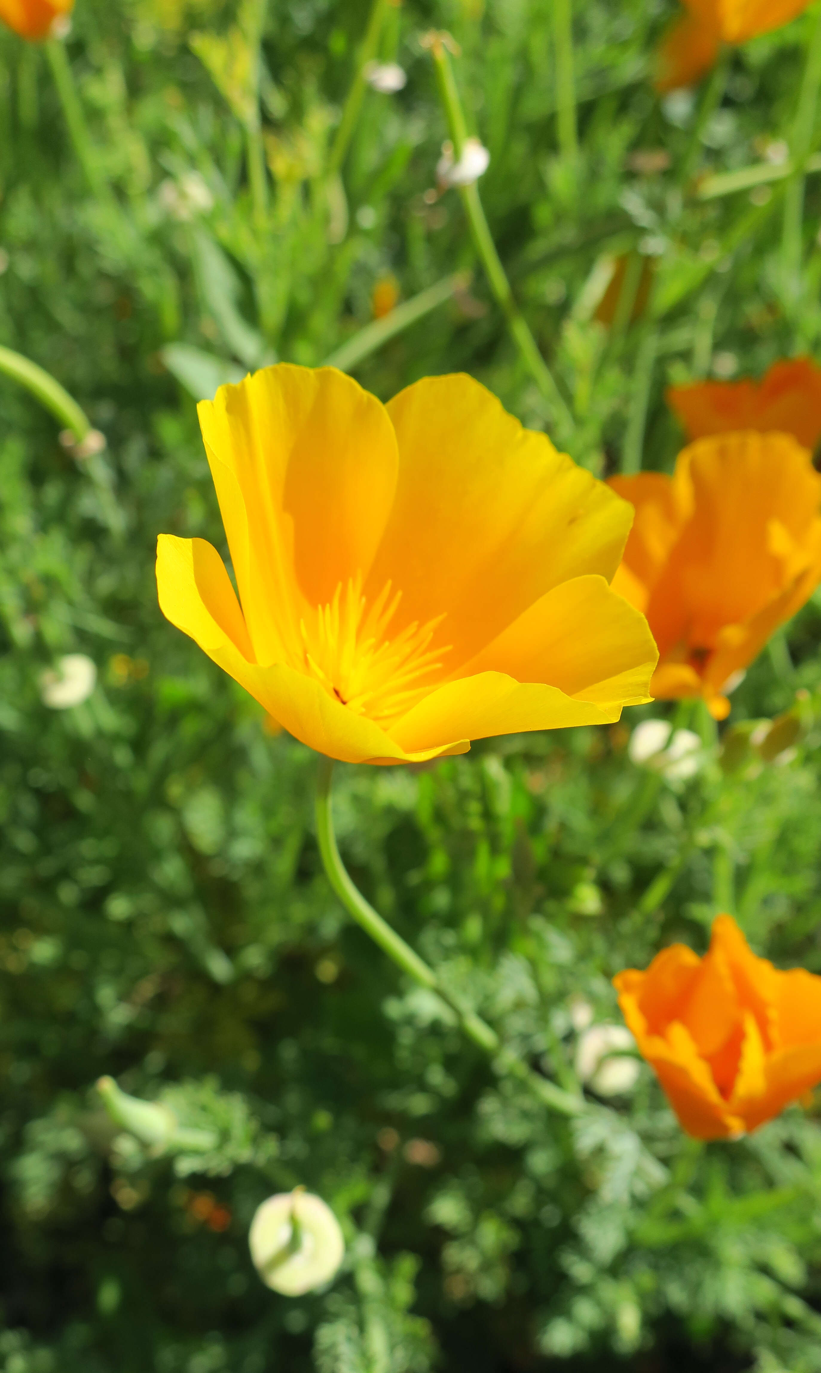 Image of California poppy