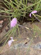 Image of Dianthus zeyheri Sond.