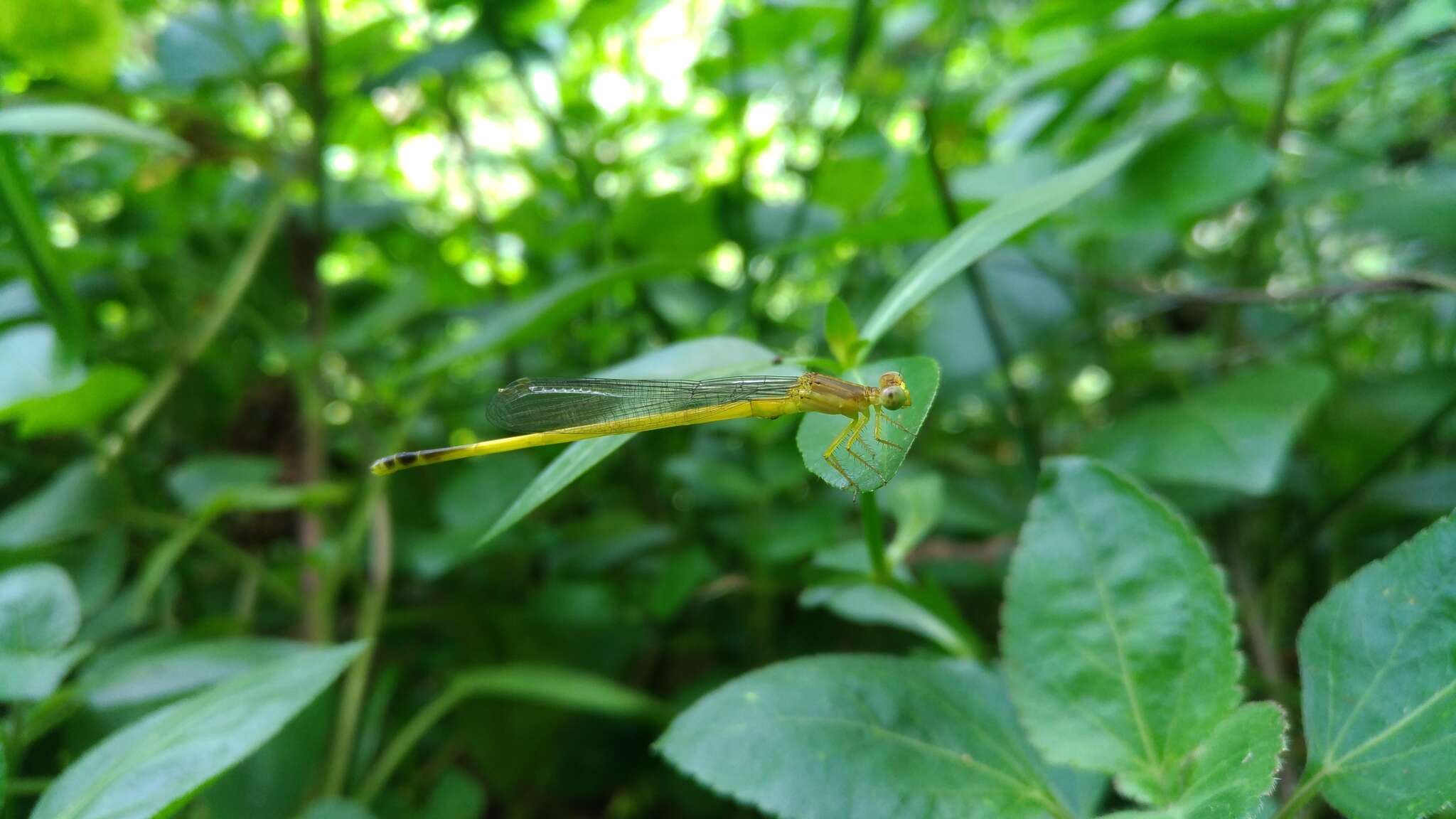 Image of Ceriagrion fallax Ris 1914