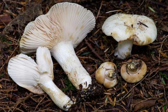 Image of Russula crassotunicata Singer 1938