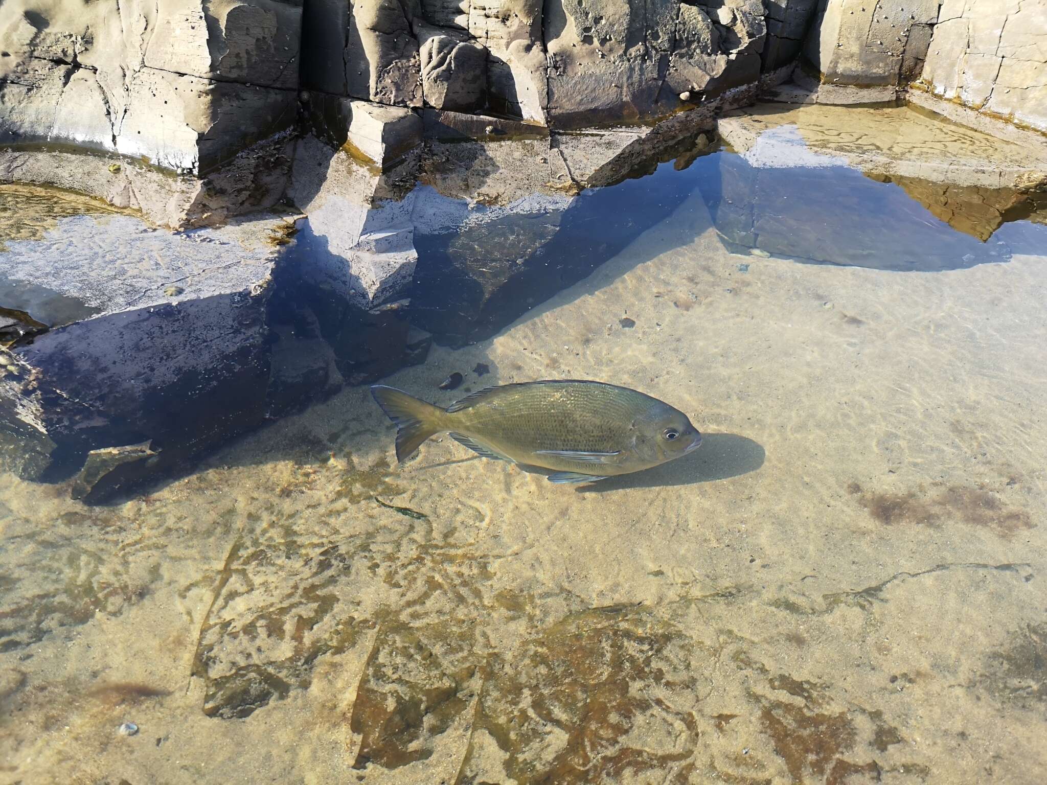 Image of Blue hottentot