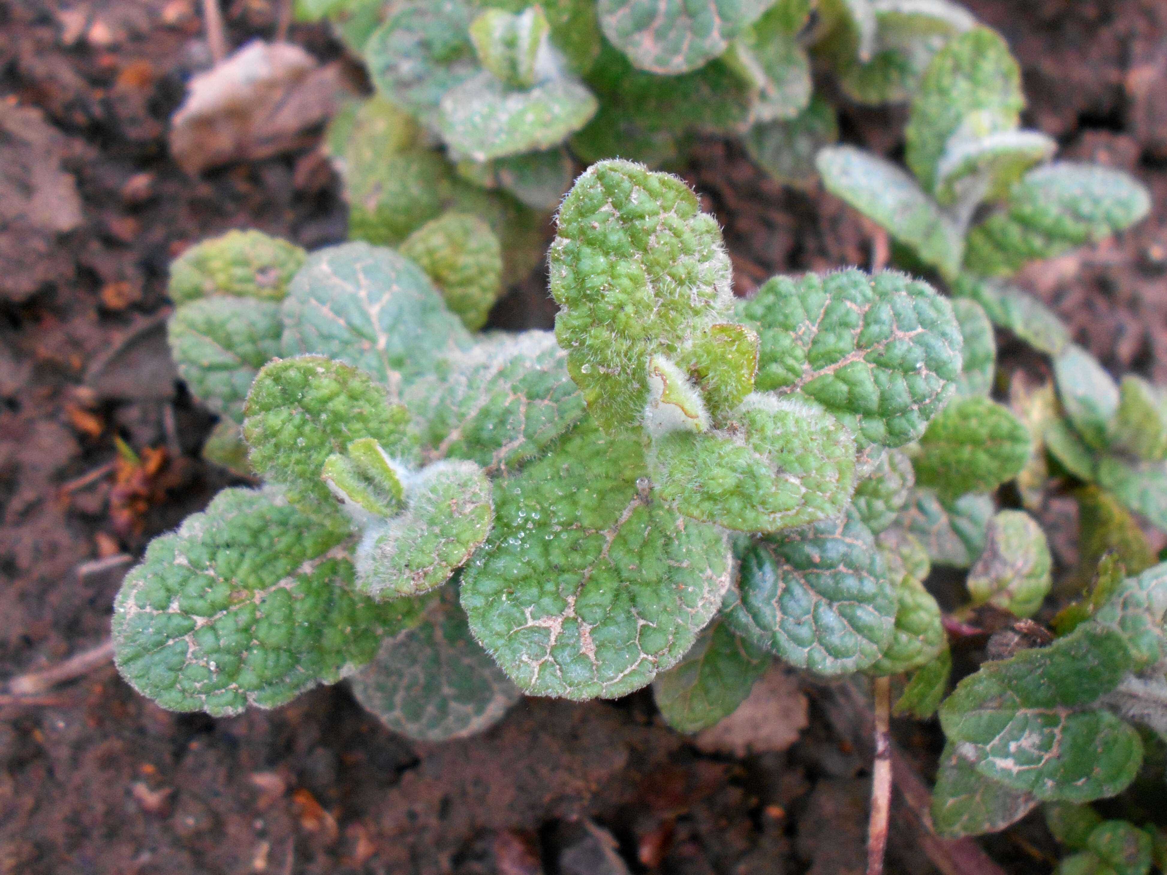 Image of Apple Mint