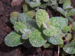 Image of Apple Mint