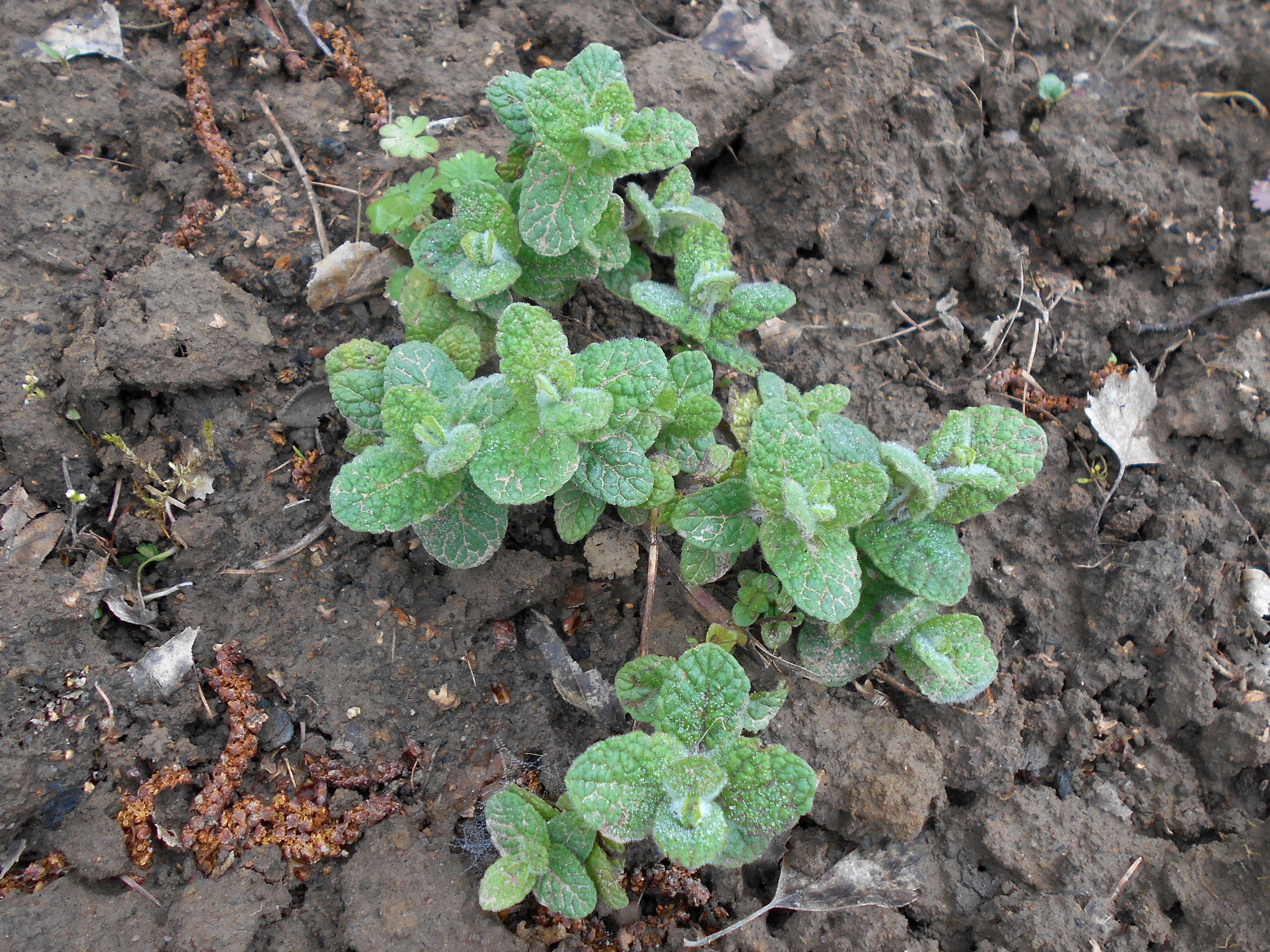 Image of Apple Mint