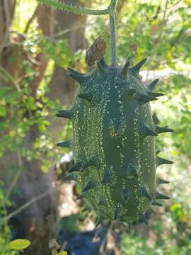 Image of African horned cucumber