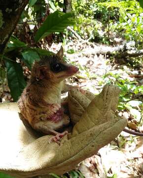 Image of Linnaeus's Mouse Opossum