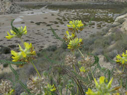 Image of Astragalus alopecuroides L.