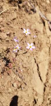 Image of Rattan's linanthus