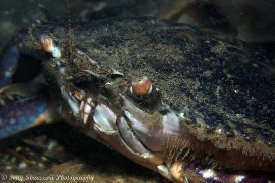 Image of Blue swimmer crab