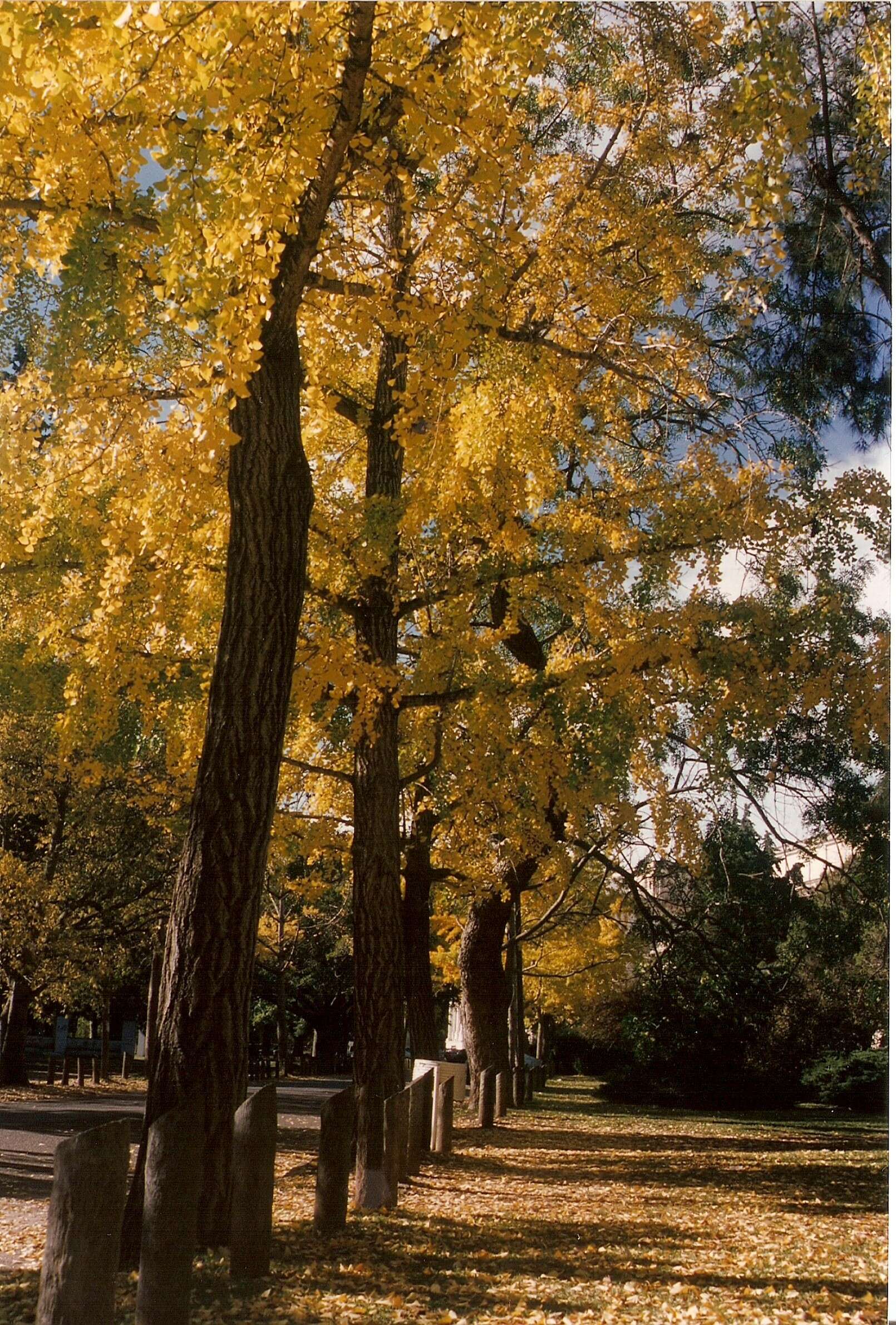 Image of Ginkgoopsida