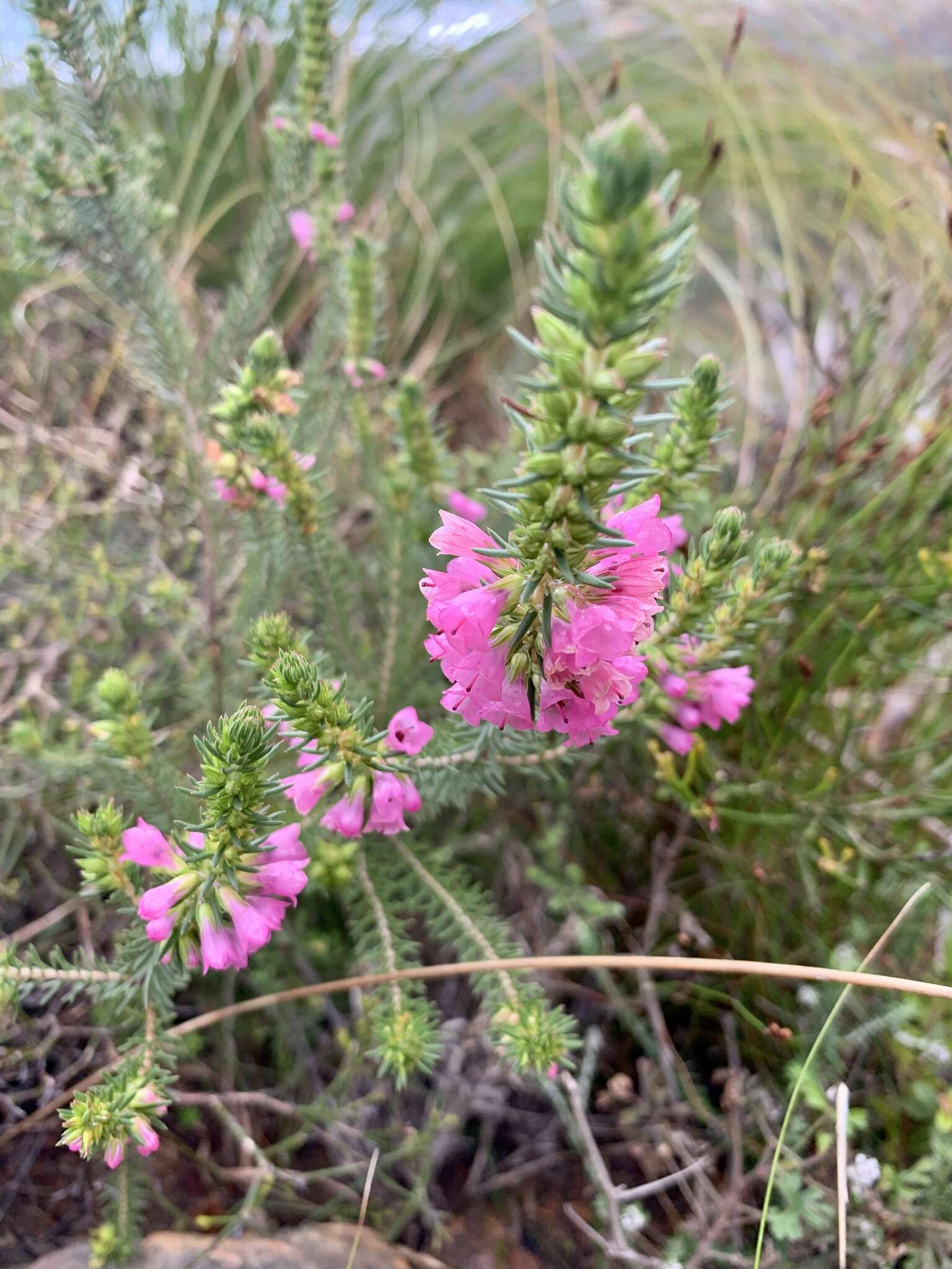 Image of Erica abietina subsp. constantiana E. G. H. Oliv. & I. M. Oliv.