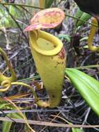 Image of Madagascar pitcher plant